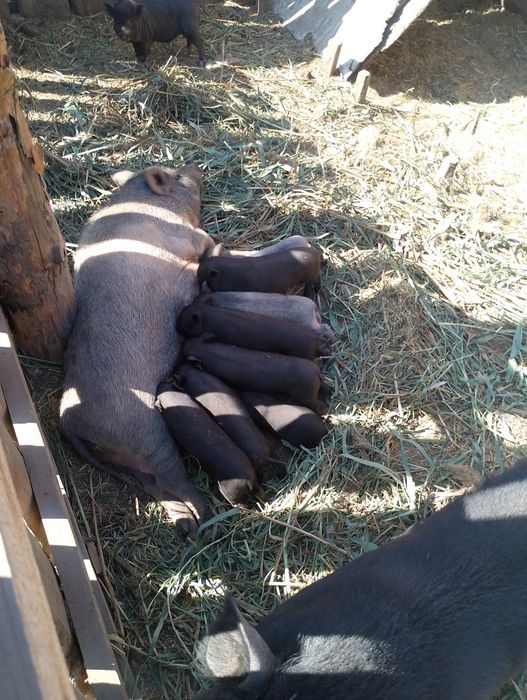 Єко ферма. Реалізує..Мініпіги. карликові