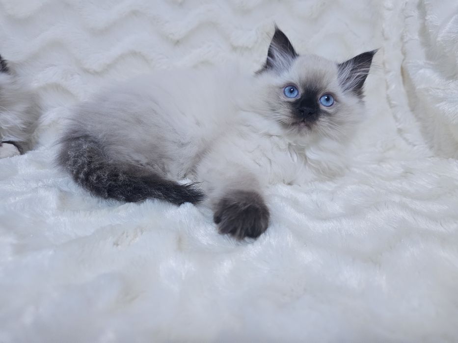 Koteczka Ragdoll (kocięta Ragdoll)