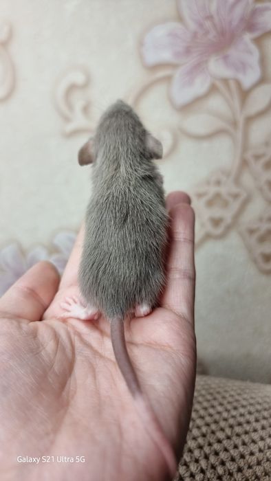 Девочка крыса дамбо графит