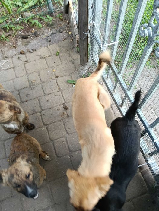 Mam za darmo pieski zwiekszychwsierpniubedamiecrok