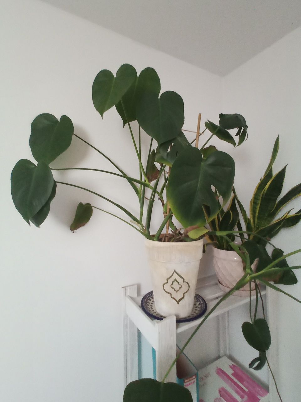 Monstera. Bardzo duża. Ceramiczna ręcznie malowana donica.