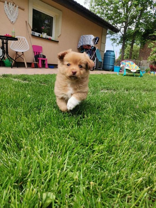 Oddam suczkę w dobre ręce