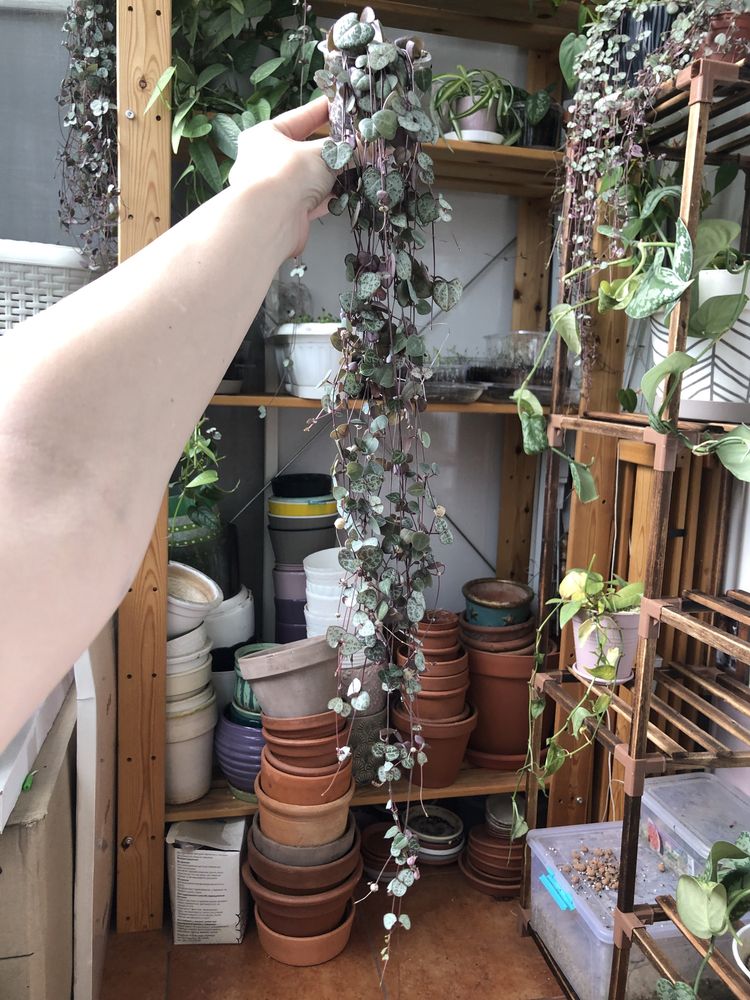 Церопегія Вуда Ceropegia woodii