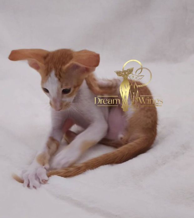 Орієнтальні кошенята