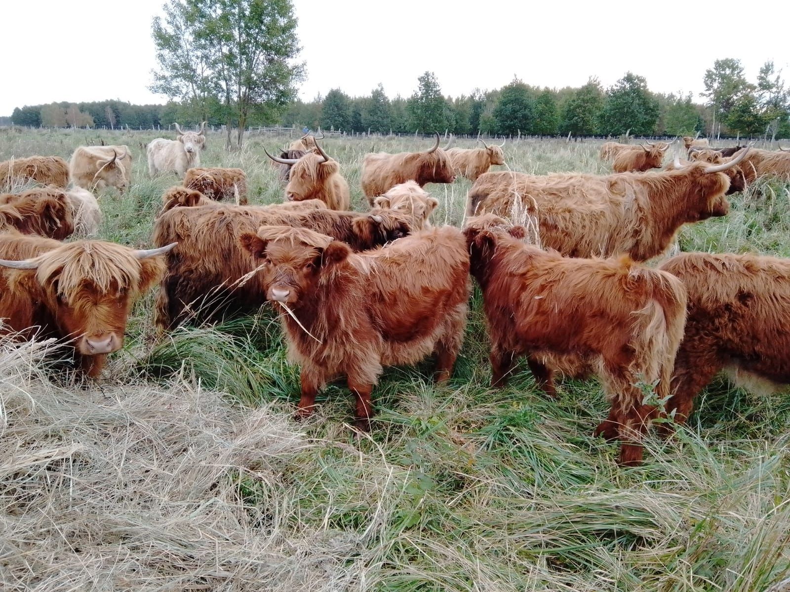 Sprzedam szkockie bydło górskie Highland