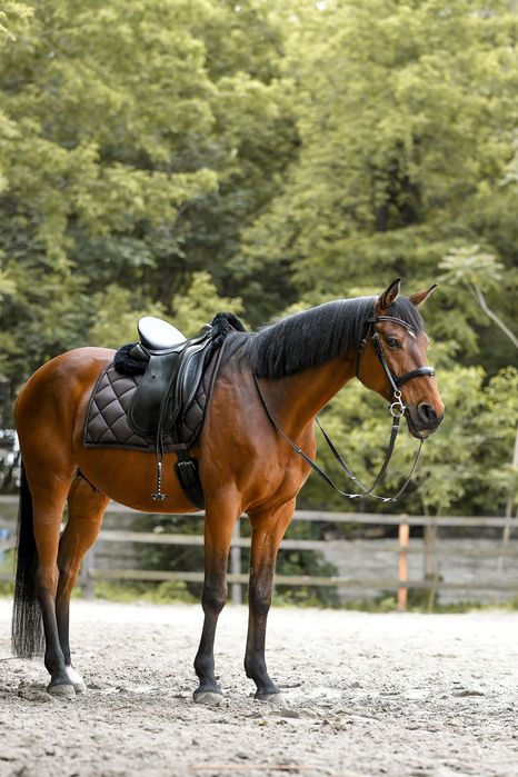 Аренда лошади для фотосессий Днепр