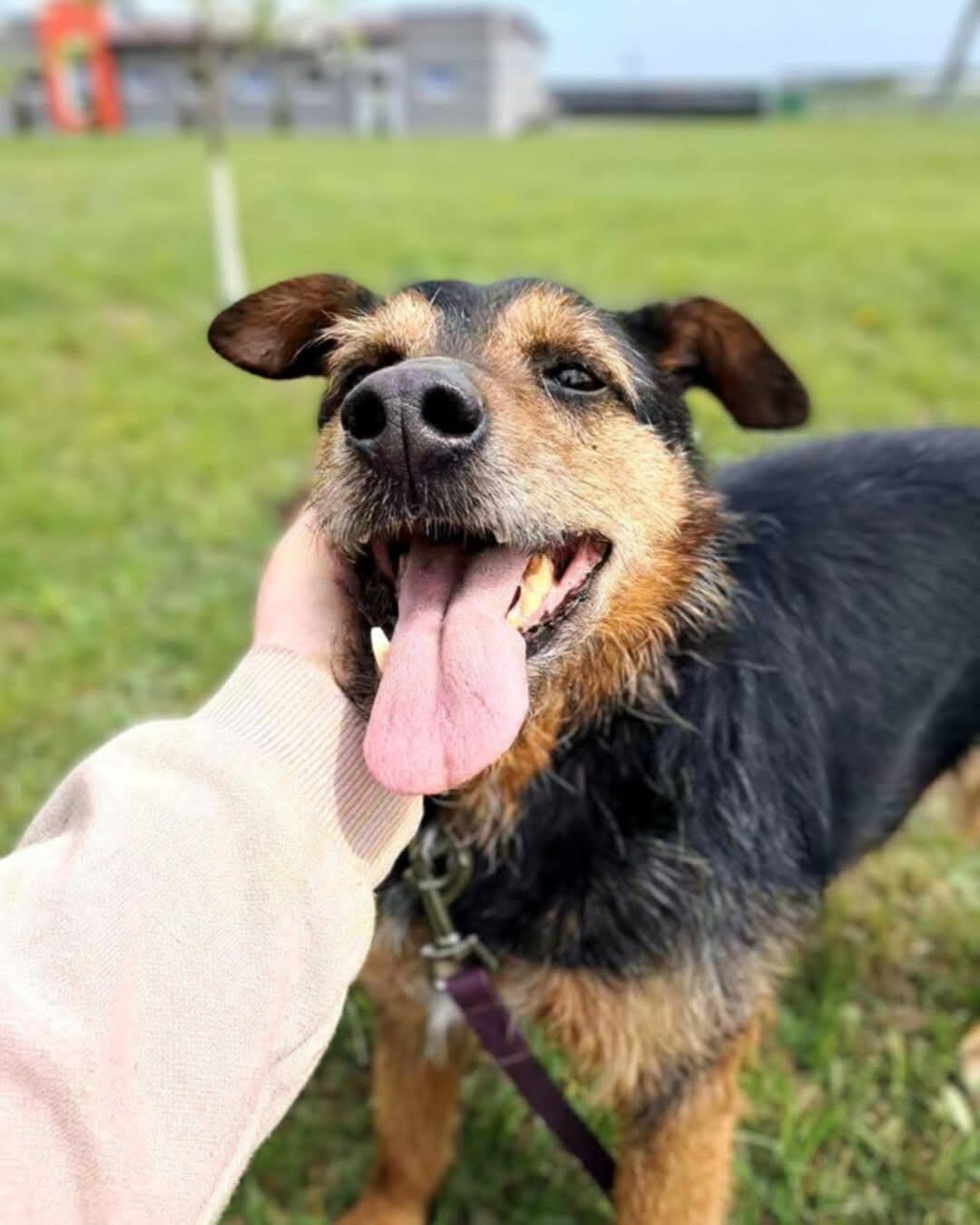 Benek w typie jagdterriera do adopcji