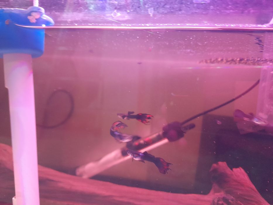 Guppys machos e femeas