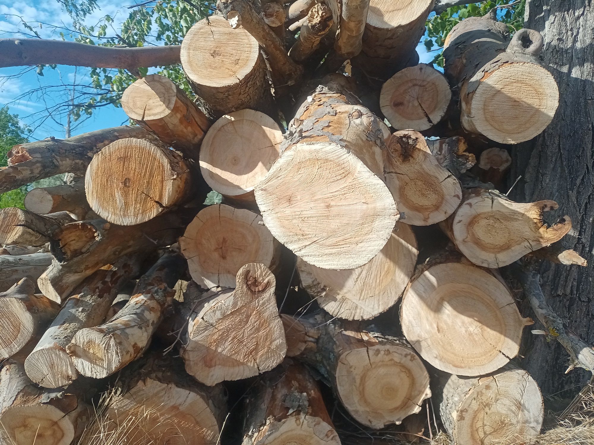 Продам дрова твёрдые породы Николаев метровки
