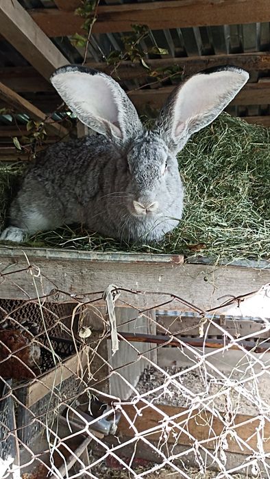 Фландр самчик кролі