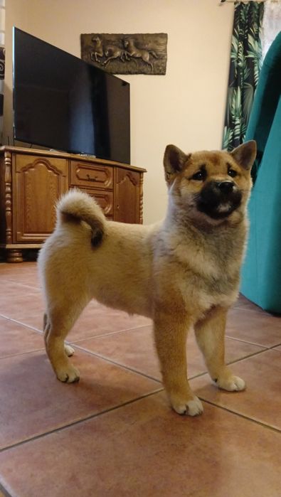 Shiba Inu czerwona suczka Wrzosowa Zagroda FCI ZKwP