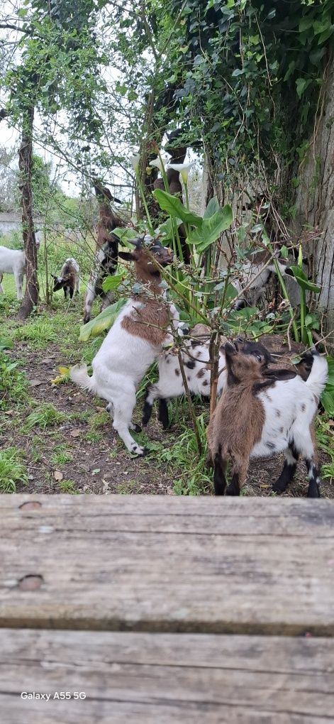 Cabras e cabritos  anãs