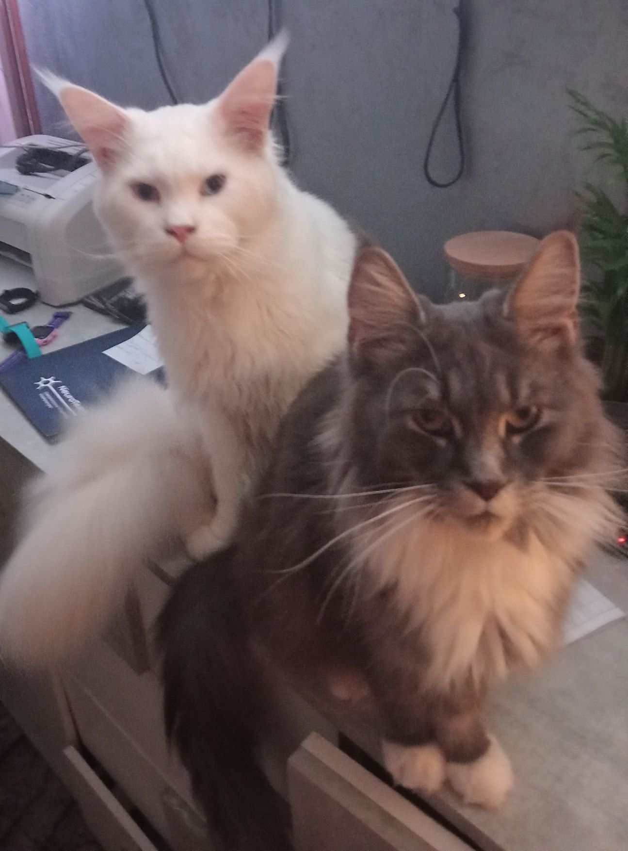 Kotka balbinka Maine coon