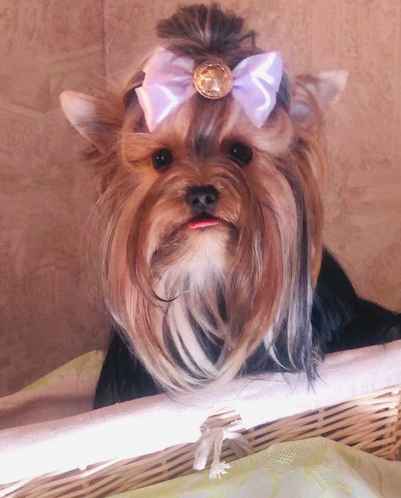 Підліток красуня KETY Йорк стандарт