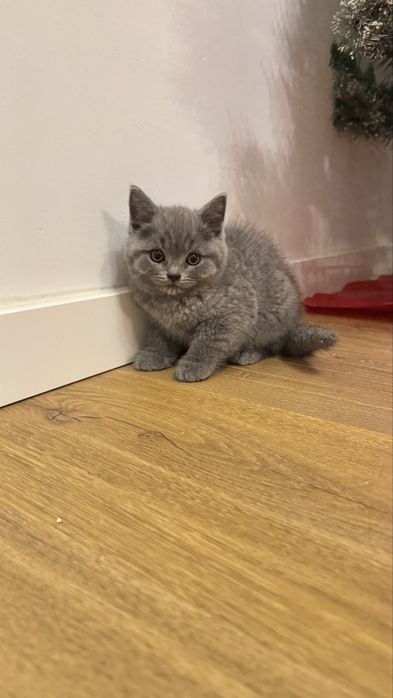 Scottish stright com 2 meses