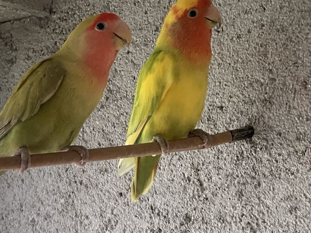 Agapornis para serem criados a mao