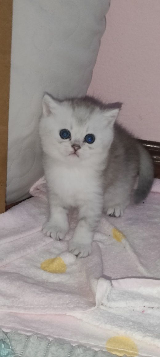 British Shorthair