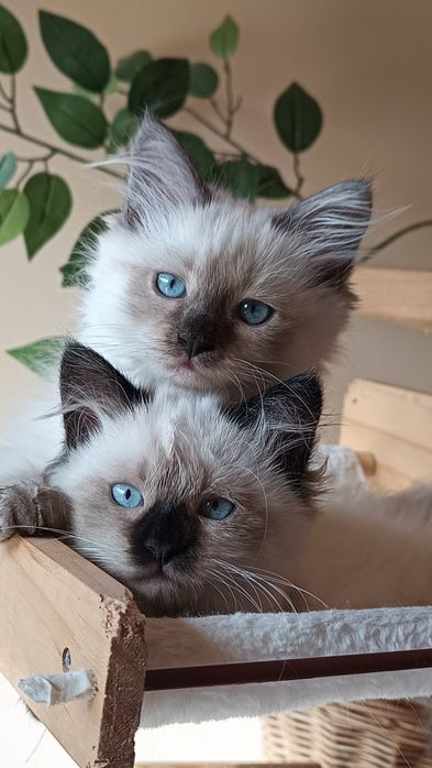 Piękna kotka Neva Masguerade