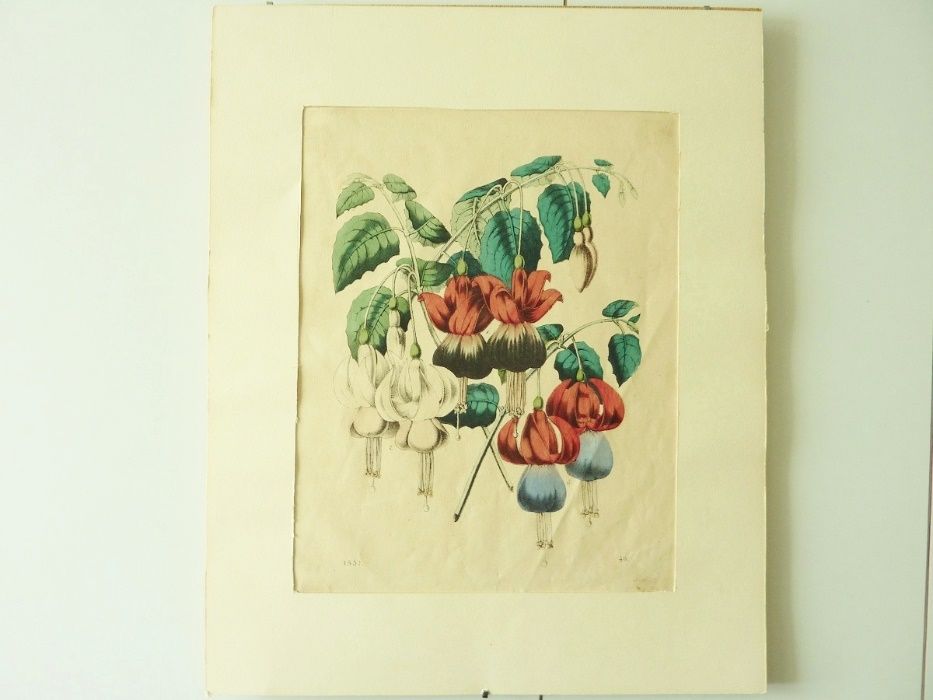 Gravura com Flores abertas 1857