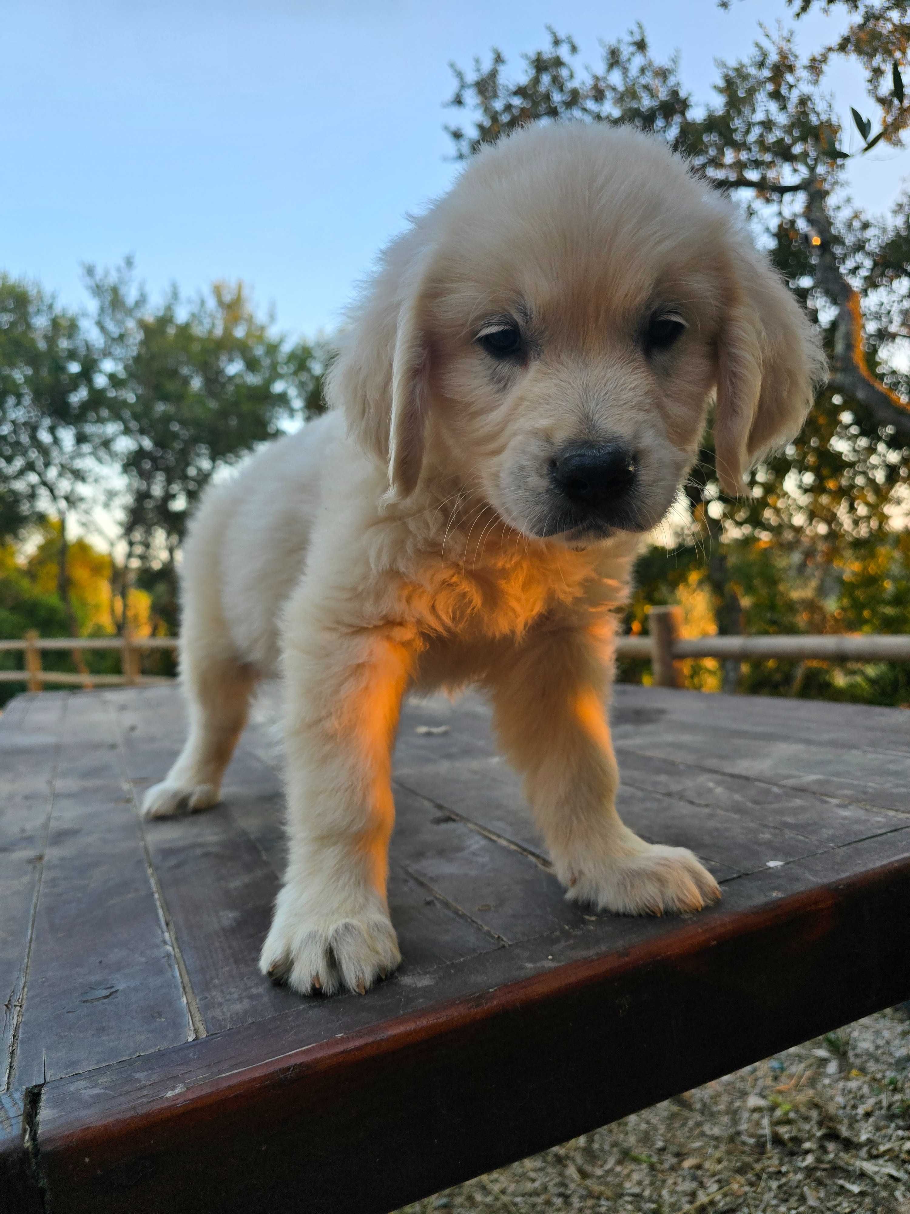 Golden Retriever menina