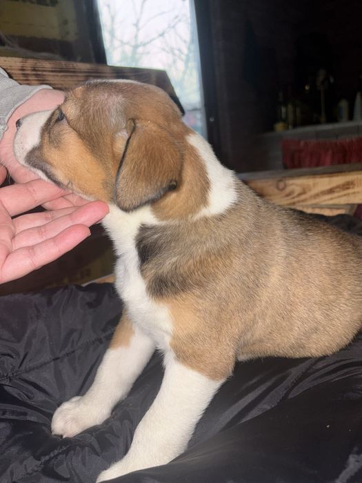 Метис пітбуль безкоштовно