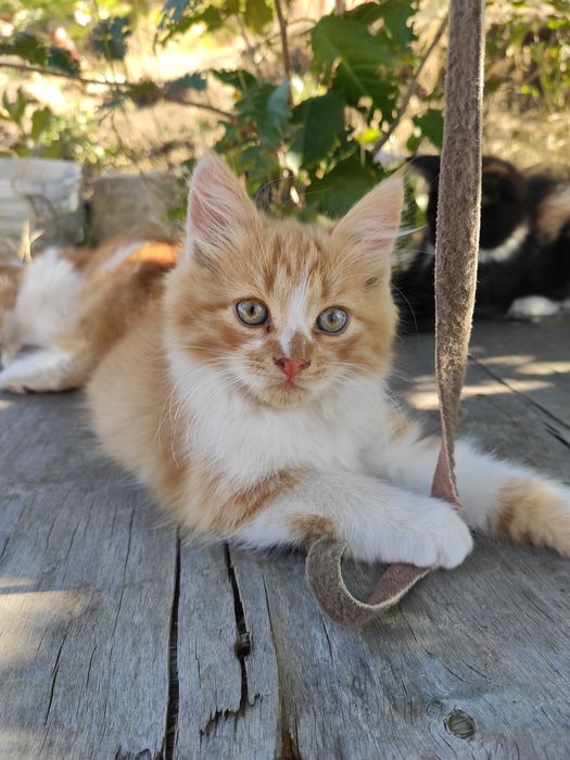 Котики котята 2 месяца