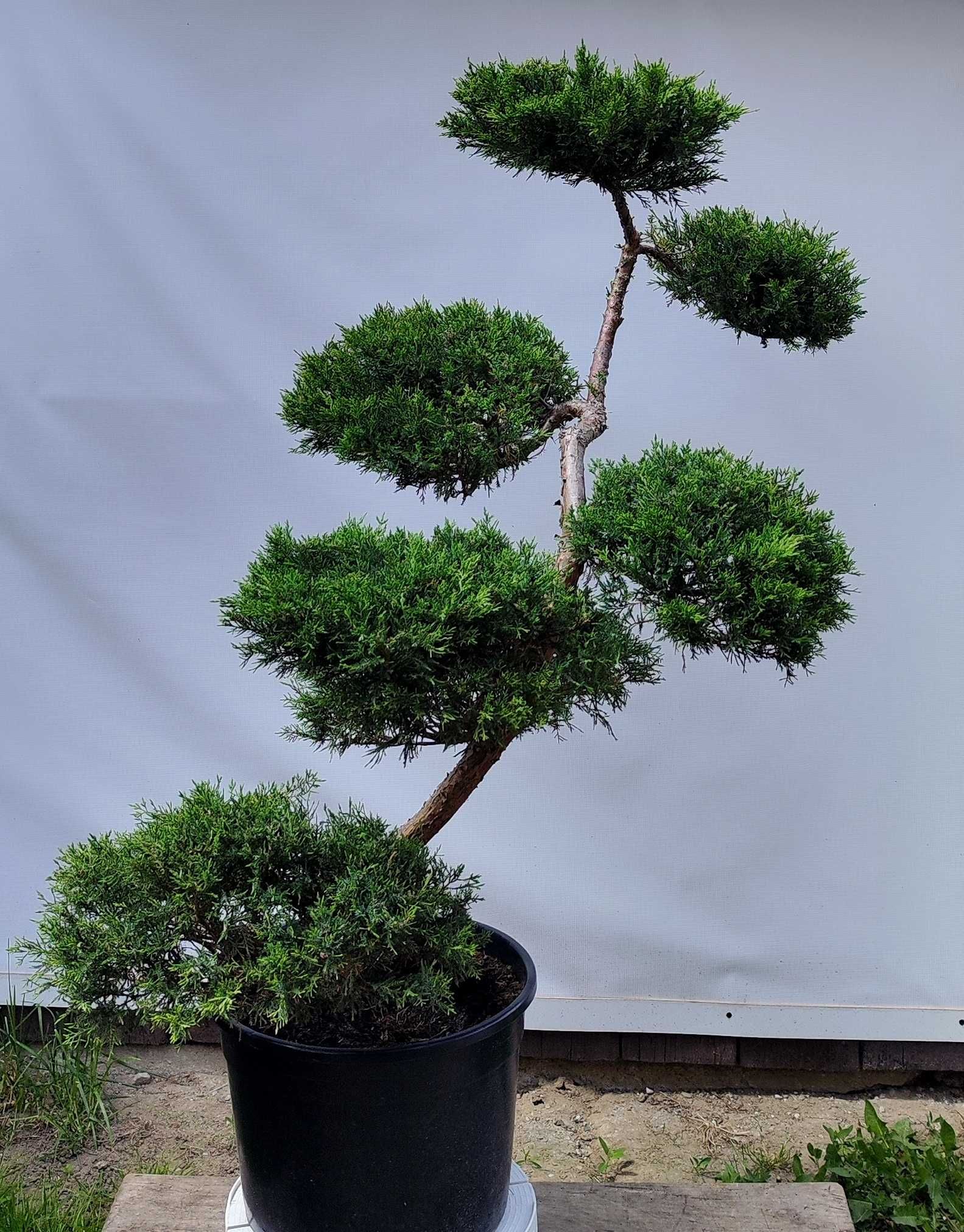 Bonsai Niwaki Jałowiec Wilhelm Pfitzer