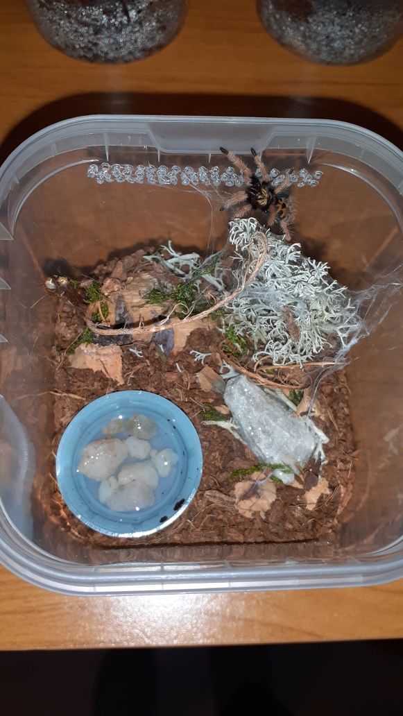 Chromatopelma cyaneopubescens l2 z gotowym pojemnikiem i karaczanami