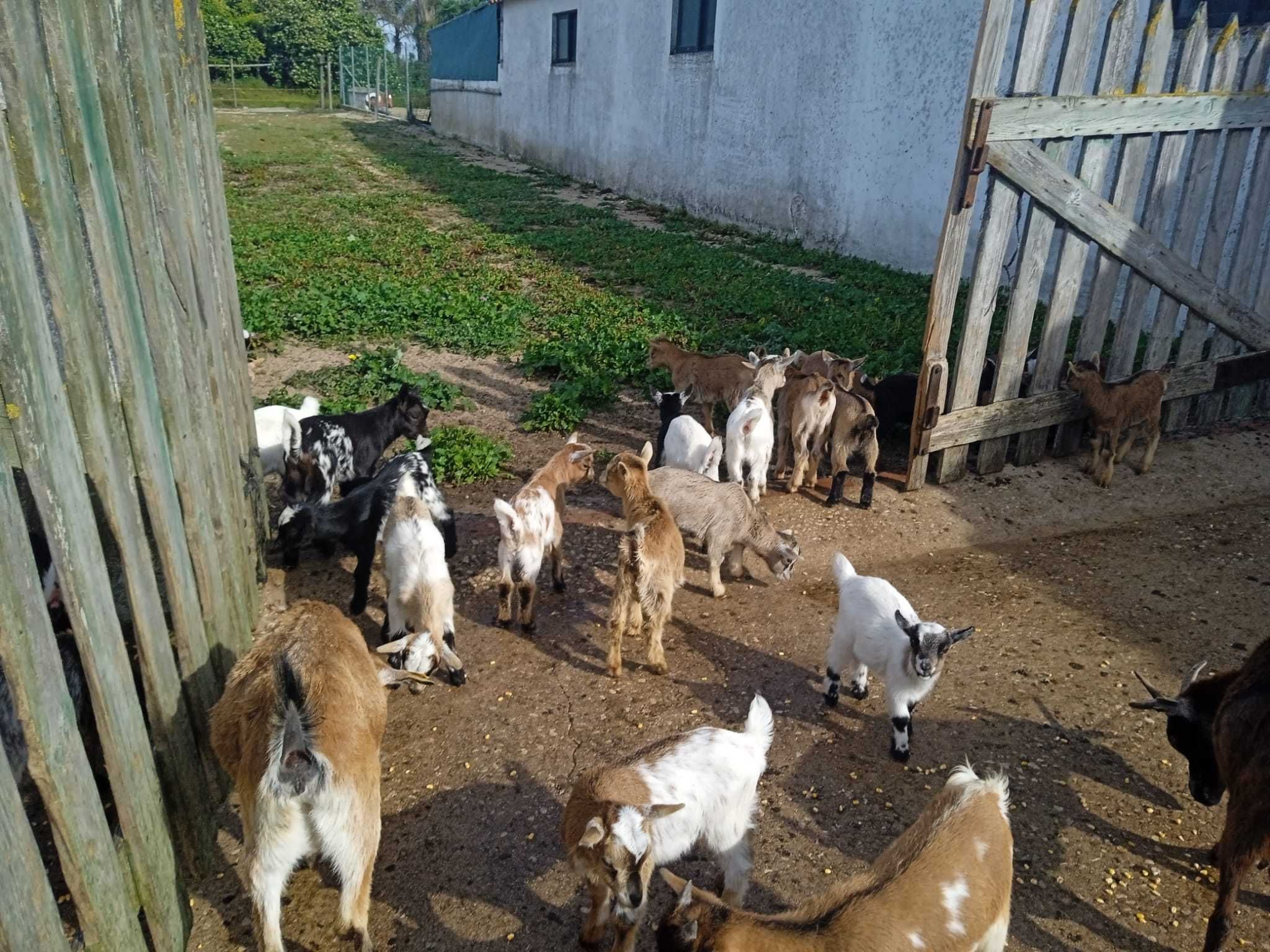 Cabras Anãs Setubal