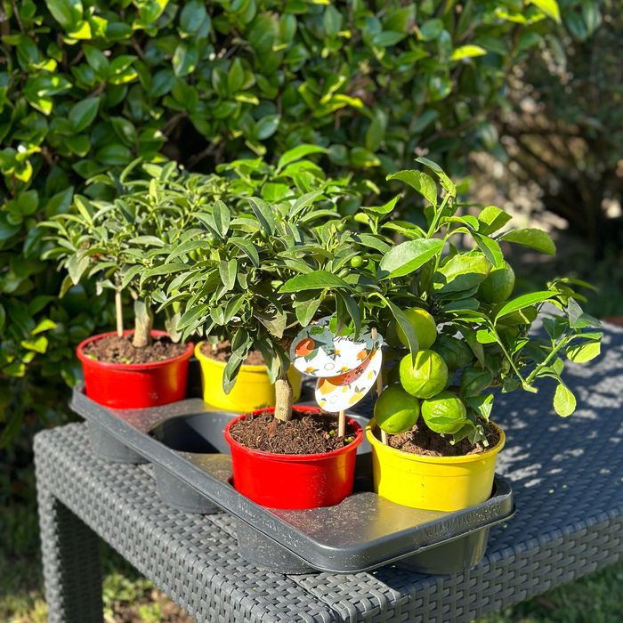 Limoeiros mini e Kumquats mini com fruto - ULTIMOS