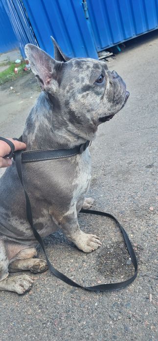 В'язка. Французький бульдог