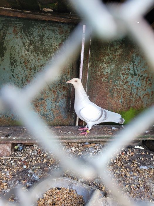 Gołębie srebrniaki perłowe wyloty białe ogony