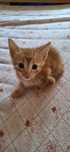 Dão-se 8 gatinhos bebes para adopção