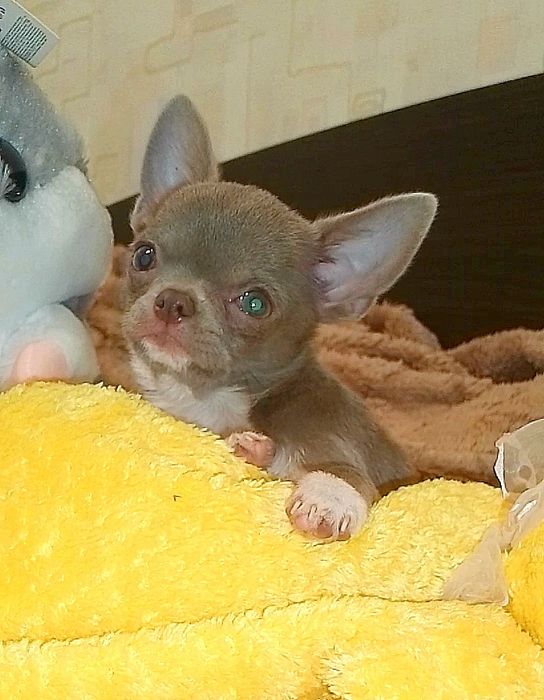 Лиловая красотка чихуахуа _