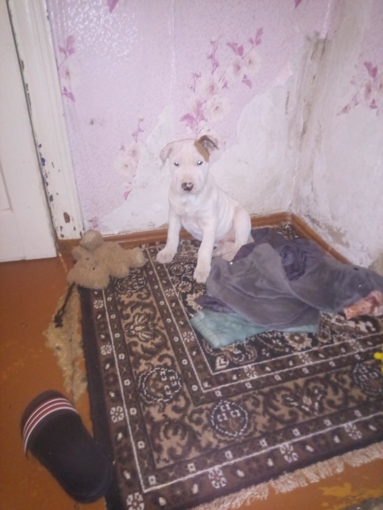 Цуценята в дбайливі руки