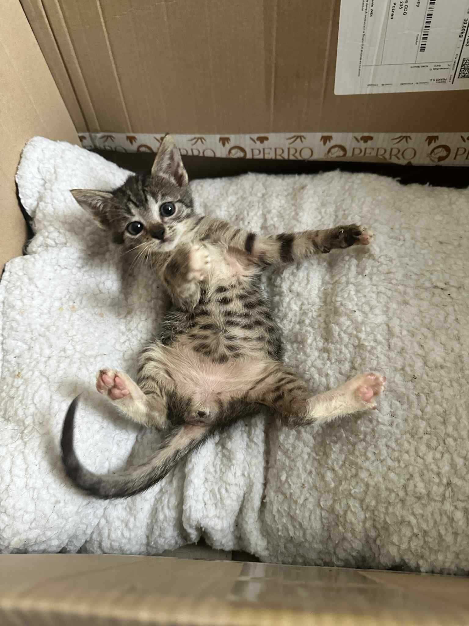 Młody kotek do adopcji.
