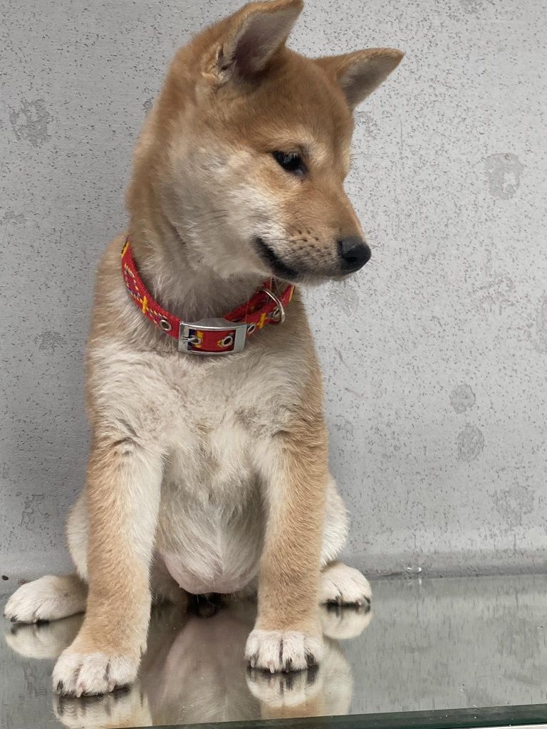 Shiba inu dziewczyna