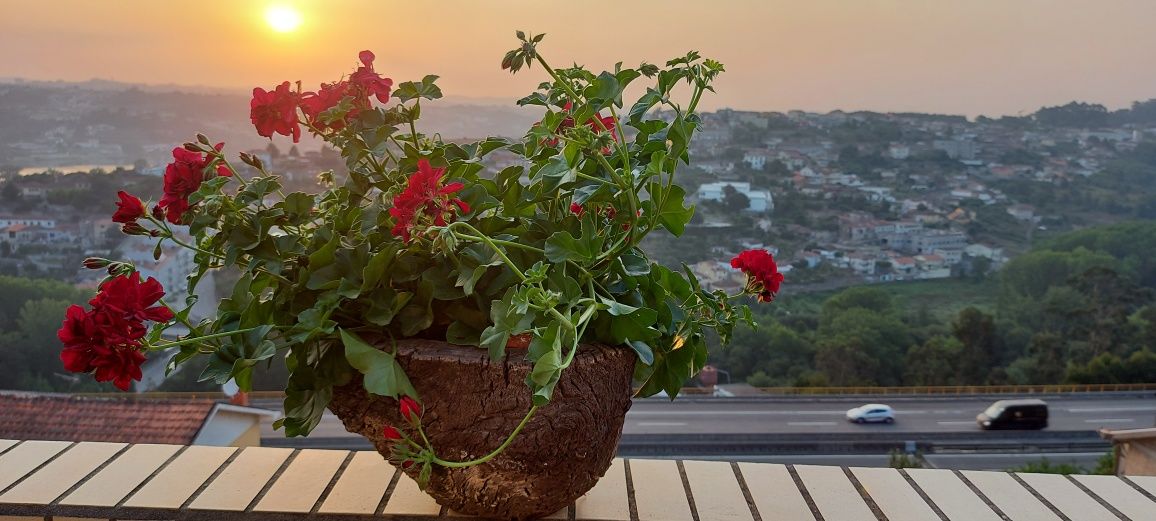 Vaso em cortiça e planta natural