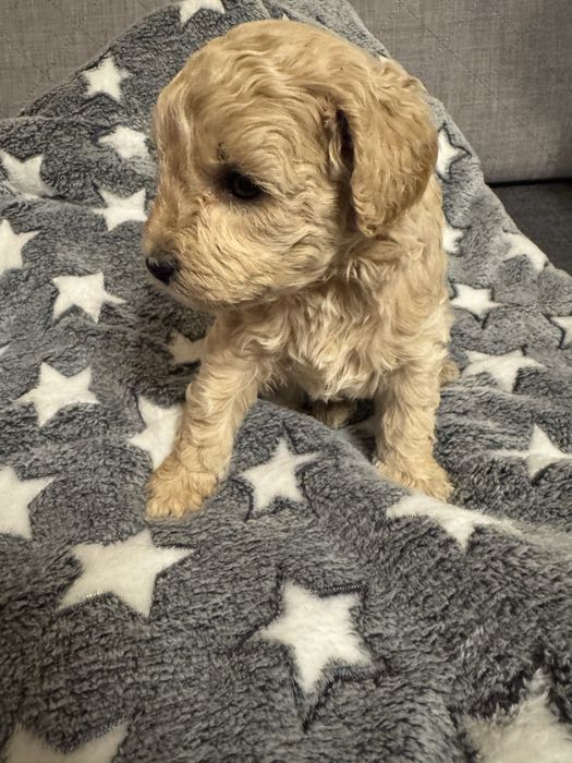 Sunia Bichpoo, matka bichon frise, ojciec pudel