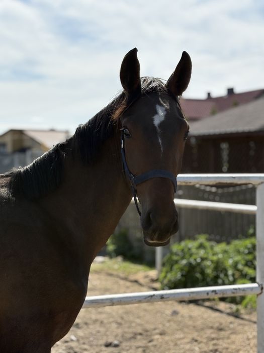 Na sprzedaż roczna klacz sp po ogierze Sandeman KWPN
