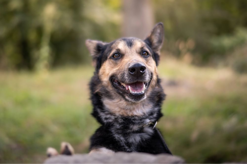 Owczarek Max szuka kochającego domku