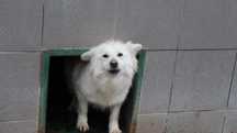 098622 Pepi do adopcji
