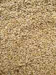 Gorczyca,  gorzowska,sorgo ,Proso,materiały siewne zbóż