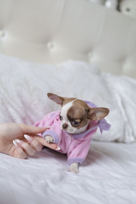 Ultra mini unique dziewczynka chihuahua fci