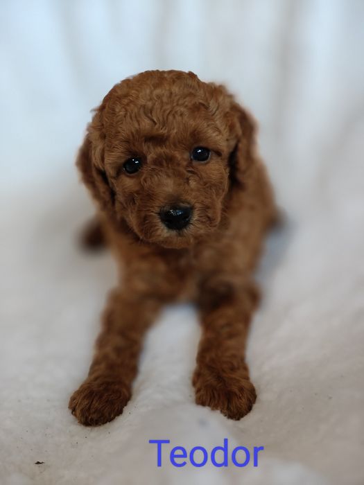 Pudel miniaturowy. Chłopczyk Teodor.