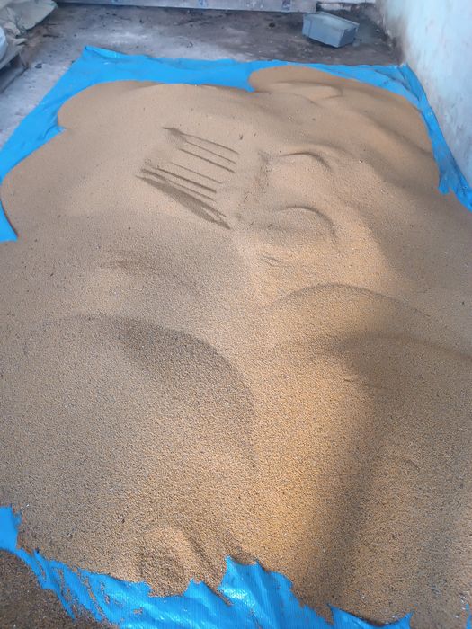 Продам насіння гірчиці жовтої, очищеної