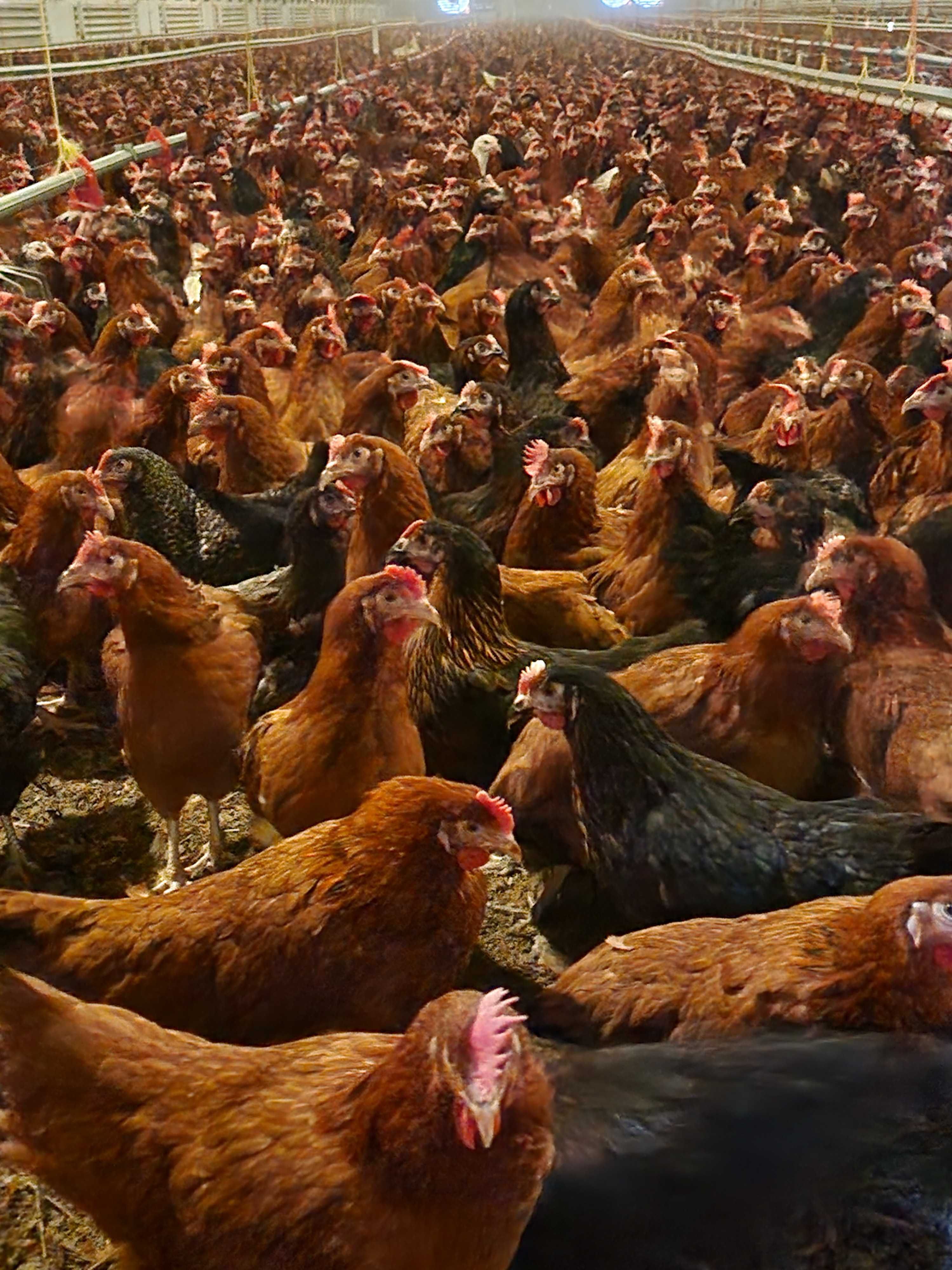 KURY młode nioski z własnego odchowu ! Rossa Messa Leghorn ! ZAPRASZAM