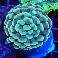 Euphyllia Paraancora 1H koralowiec akwarium morskie koralowce