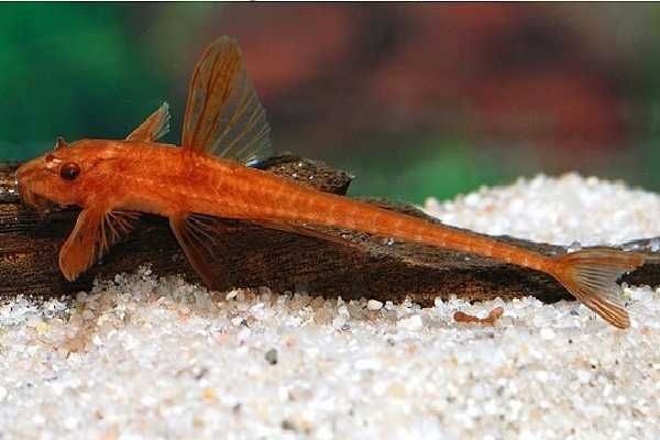 Rybki do akwarium - Zbrojnik Loricaria Super Red - Ładnie wybarwione!