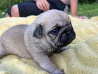 Mops piesek uroczy